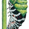 Métamorphose de la chenille du machaon (phase 2)